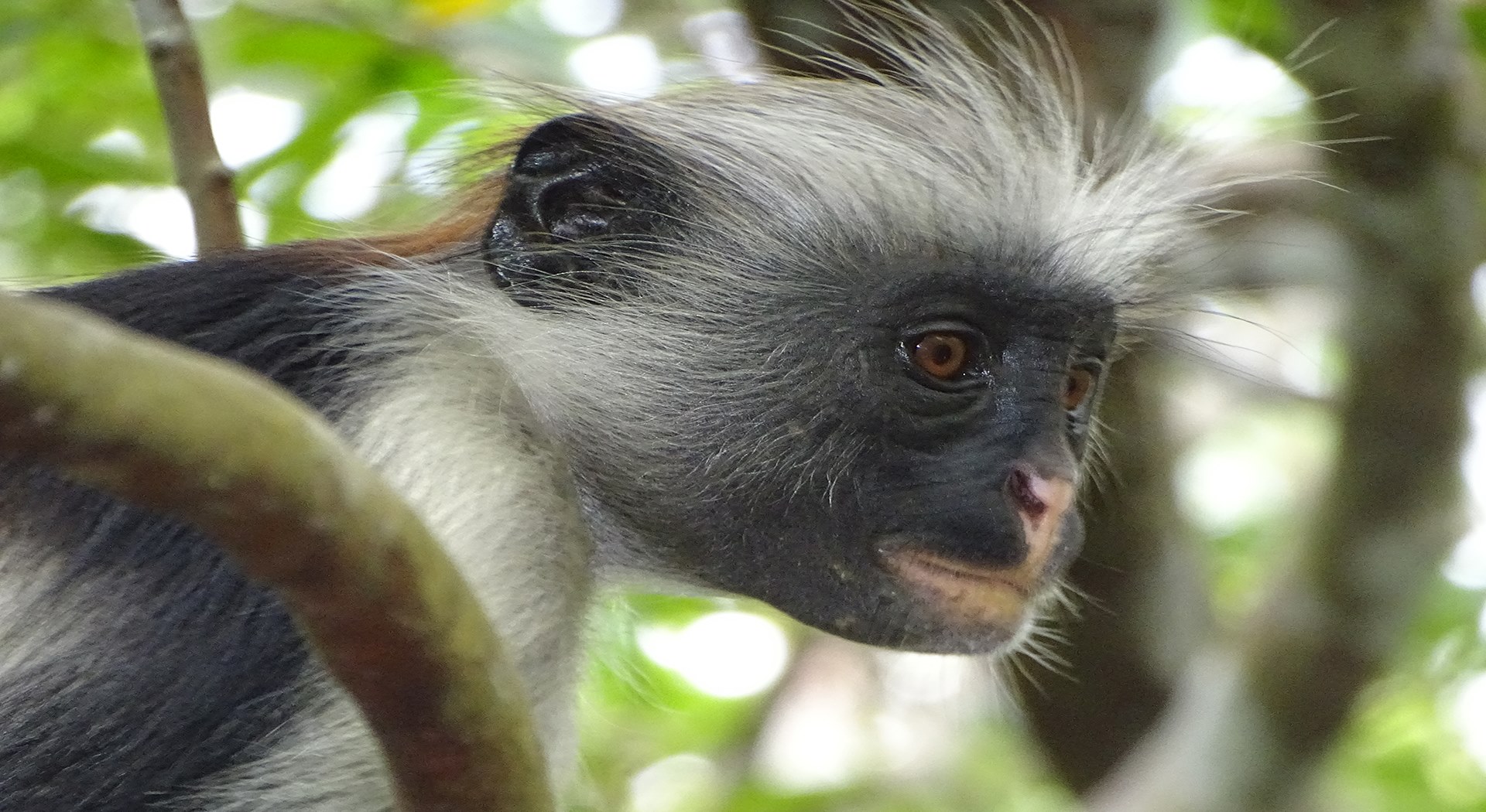 Red Colobus Monkey