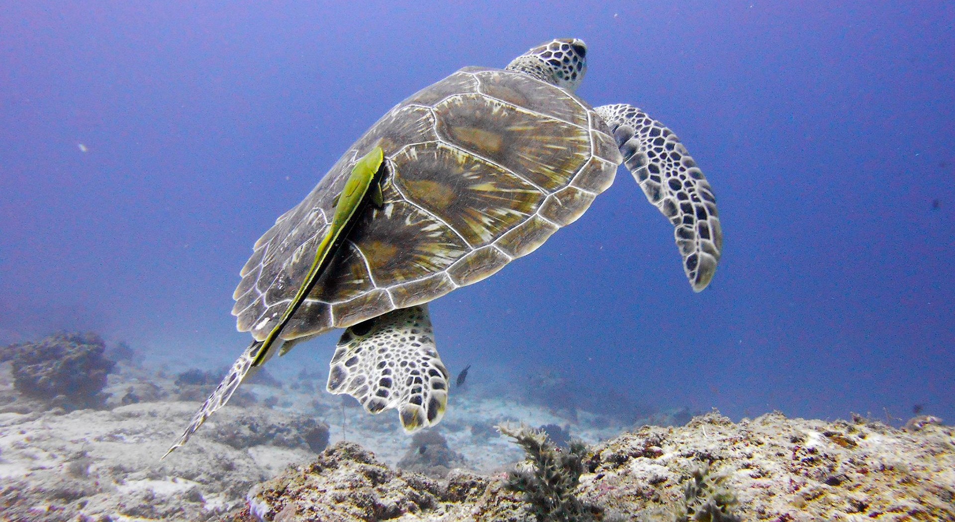 Turtle Conservation Pond