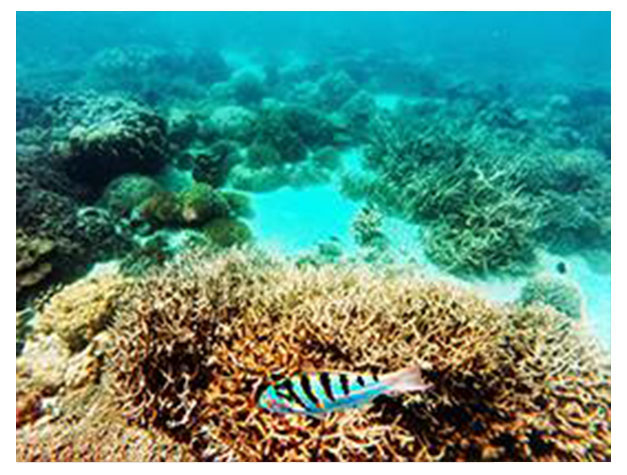 Chumbe Island Coral Tour