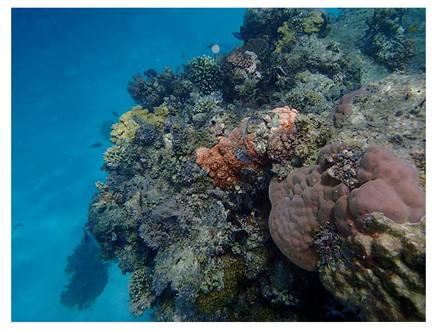 Chumbe Island Coral Tour