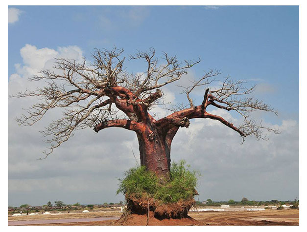 Saadani National Park