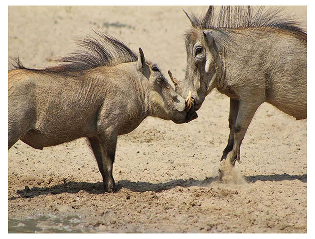 Arusha National Park