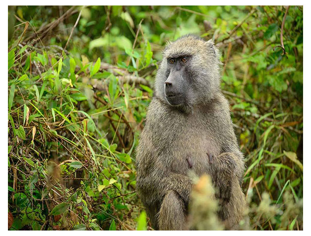 Arusha National Park