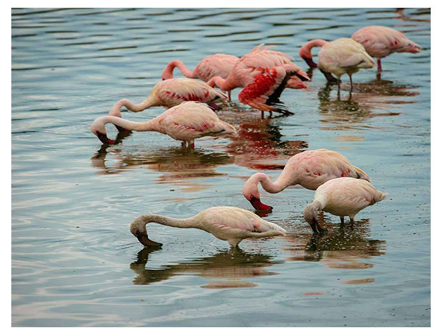 Lake Manyara National Park