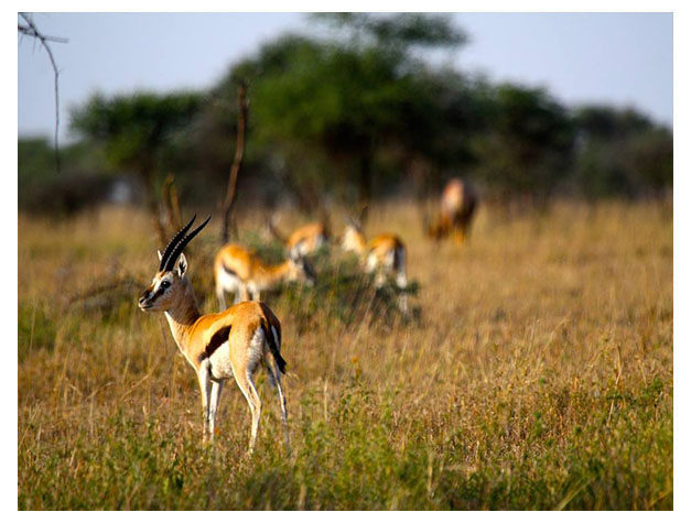 Tarangire National Park