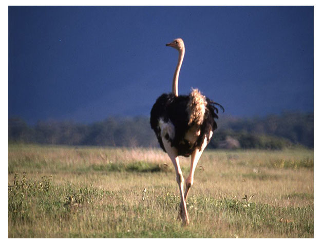 Tarangire National Park