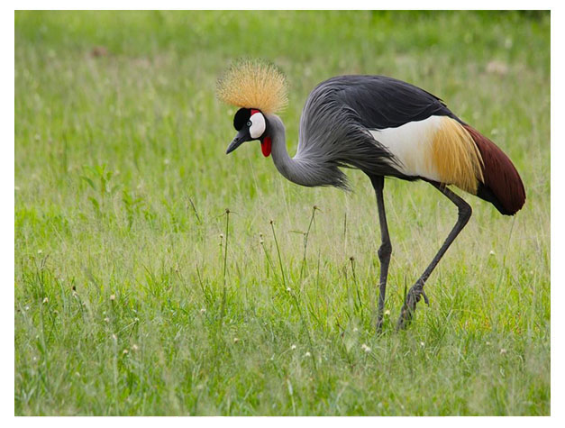 Mikumi National Park