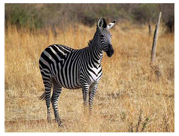 Ruaha National Park