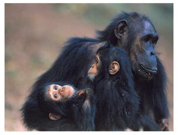 Gombe Stream National Park