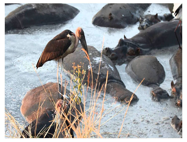 Katavi National Park