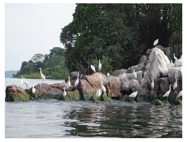 Rubondo Island National Park