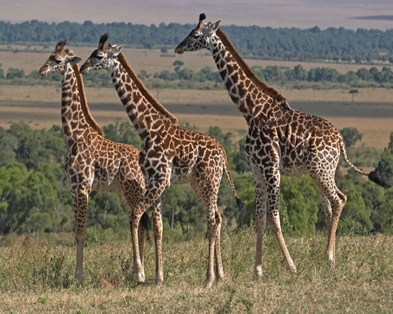 Wildlife Safaris Package Holidays