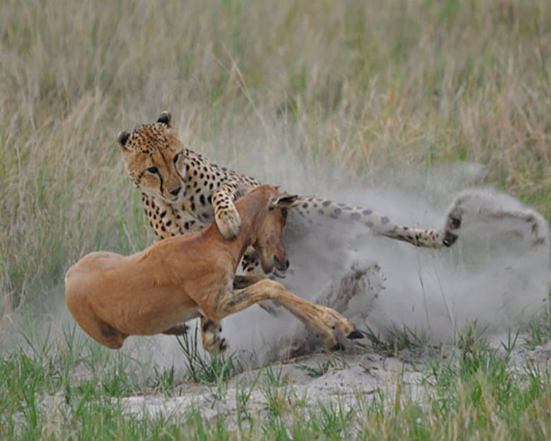 Wildlife Safaris Package Holidays