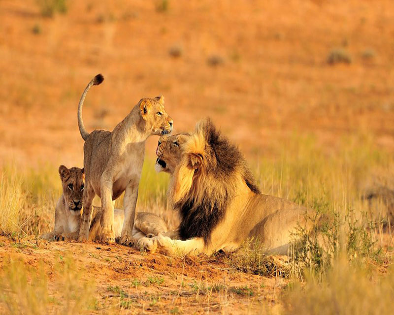 Wildlife Safaris Package Holidays